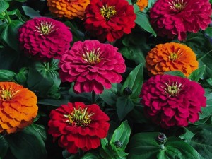 Zinnia Magellan Mix